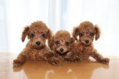 トイプードルレッドの子犬オス2頭メス1頭、生後2ヶ月画像