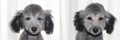 トイプードルシルバーの子犬オス2頭、生後4ヶ月画像