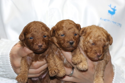 トイプードルレッドの子犬オス2頭メス1頭、生後2週間画像