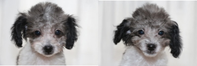 トイプードル白黒パーティーの子犬オス2頭、生後3ヶ月画像