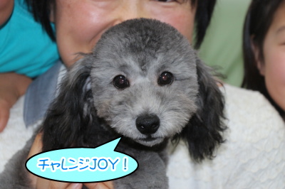 トイプードルシルバーの子犬オス、神奈川県横浜市ジョイ君画像