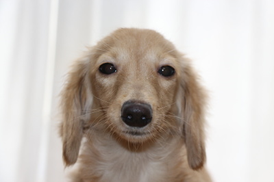 カニンヘンダックスクリームの子犬メス、生後半年画像