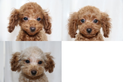 トイプードルの子犬レッドオス2頭アプリコットメス、生後3ヶ月画像