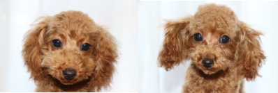 トイプードルレッドとアプリコットの子犬オス、生後5ヶ月画像