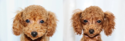 トイプードルレッドの子犬オスメス、生後5ヶ月画像