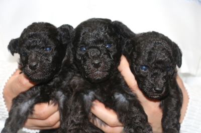 トイプードルシルバーの子犬オス2頭メス1頭、生後3週間画像