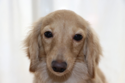 カニンヘンダックスクリームの子犬メス、生後8ヶ月画像