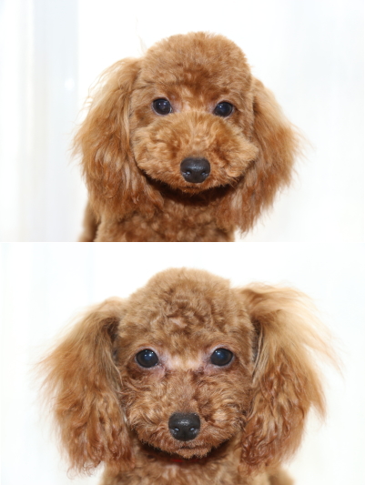トイプードルレッドの子犬オス1頭メス1頭、生後7ヶ月画像