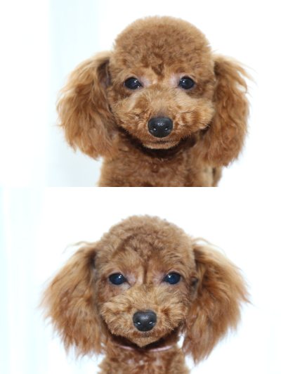 トイプードルレッドの子犬オスメス、生後7ヶ月画像