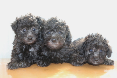 トイプードルシルバーの子犬オス2頭メス1頭、生後6週間画像