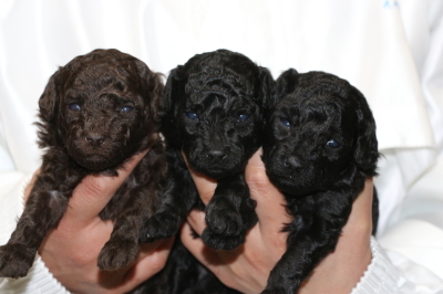 トイプードルの子犬ブラウンオス1頭ブラック(黒色)メス2頭、生後3週間画像