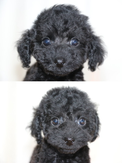 トイプードルブラック(黒色)の子犬オスメス、生後2ヶ月画像