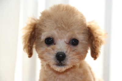 トイプードルレッドアプリコットの子犬メス、生後3ヶ月画像