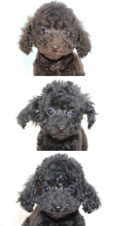 トイプードルの子犬ブラウンオス1頭ブラック(黒色)メス2頭、生後2ヶ月画像