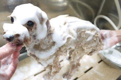 トイプードルブリーダーの成犬、シャンプー画像