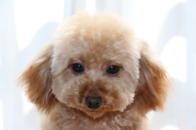 ティーカップサイズのトイプードルアプリコットの子犬メス、生後7ヶ月画像