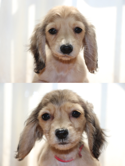 ミニチュアダックスシェイデッドクリームの子犬メス2頭画像
