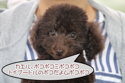 トイプードルブラウンの子犬オス、東京都渋谷区ポコ君画像