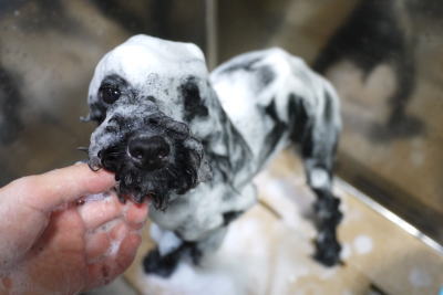 トイプードルブリーダーの成犬、シャンプー画像