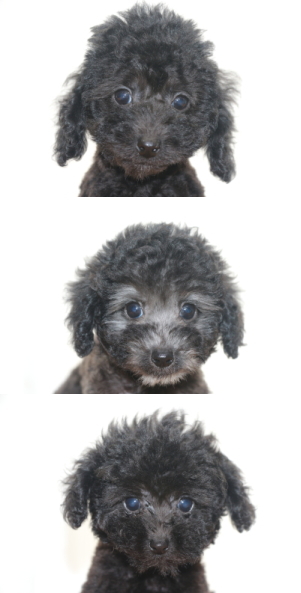 トイプードルの子犬、ブラック(黒)オスメスとシルバーメス、生後2ヵ月