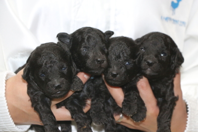 トイプードルシルバーの子犬オス3頭メス1頭、生後2週間画像
