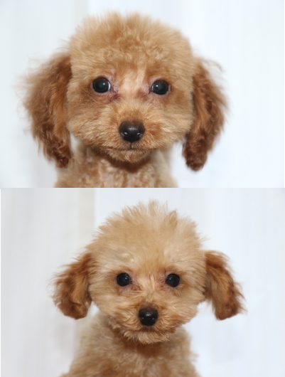 トイプードルレッドオスとアプリコットオスの子犬、生後3ヵ月画像