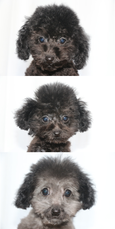 トイプードルの子犬、ブラック(黒)オスメスとシルバーメス、生後3ヵ月画像