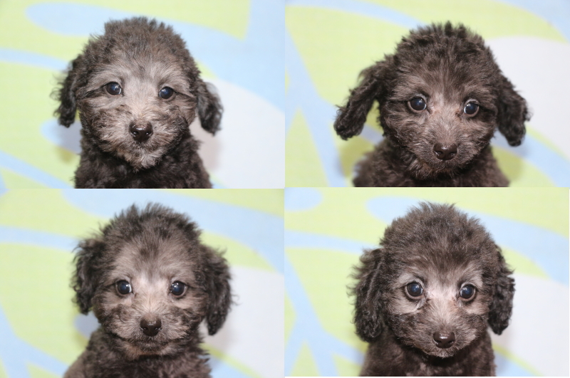 トイプードルシルバーの子犬オス3頭メス1頭、生後2ヵ月画像