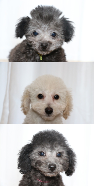 トイプードルシルバーとホワイト(白)オス、シルバーメスの子犬、生後2ヵ月半画像