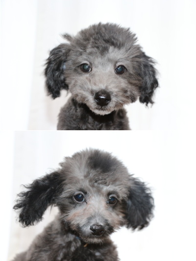 トイプードルシルバーの子犬オス2頭、生後3ヵ月画像