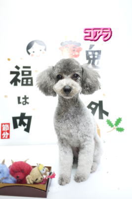 千葉県のトイプードルブリーダーの成犬，トリミング画像