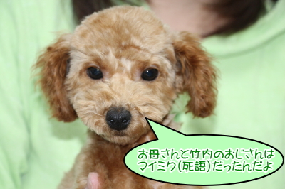トイプードルレッドの子犬オス、東京都葛飾区小太郎君画像