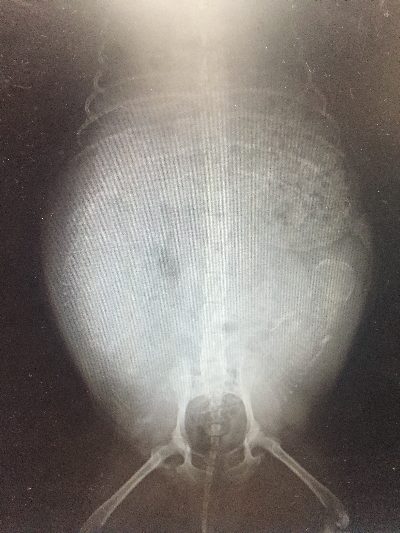 トイプードルホワイト(白)、妊娠犬のレントゲン写真