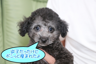 トイプードルシルバーの子犬オス、神奈川県厚木市ポン君画像