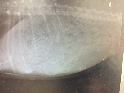 トイプードルシルバー妊娠犬のレントゲン写真
