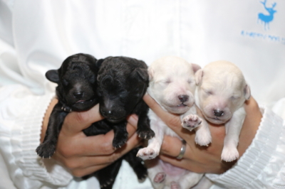 トイプードルシルバーオスメスホワイト(白)メス2頭の子犬、生後1週間画像