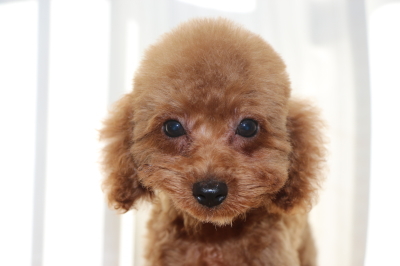 トイプードルレッドの子犬オス、生後2ヵ月画像