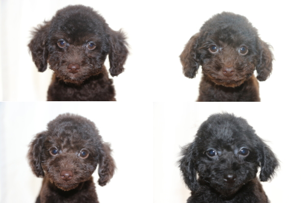 トイプードルブラウンオス1頭メス2頭ブラック(黒)メス1頭の子犬、生後2ヵ月画像