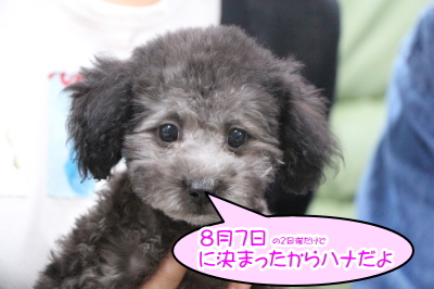 トイプードルシルバーの子犬メス、東京都渋谷区はなちゃん画像
