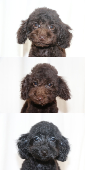 トイプードルブラウン2頭ブラック(黒)の子犬、生後3ヵ月画像