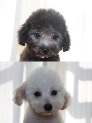 トイプードルシルバーホワイト(白)の子犬オス、生後2ヵ月画像