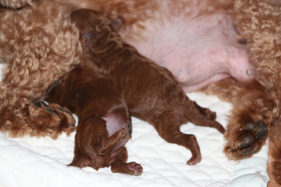 トイプードルレッドの子犬オス1頭メス1頭、生後3日画像