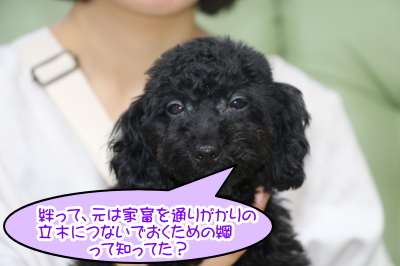 トイプードルブラック(黒)の子犬メス、千葉県船橋市きずなちゃん画像