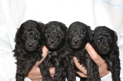 トイプードルシルバーの子犬オス2頭メス2頭、生後3週間画像