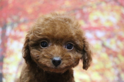ティーカッププードルレッドの子犬オス、生後2ヵ月画像