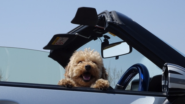 犬と安全に車に乗るための注意点