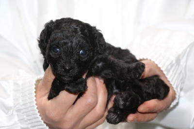 トイプードルブラック(黒)の子犬メス、生後3週間画像