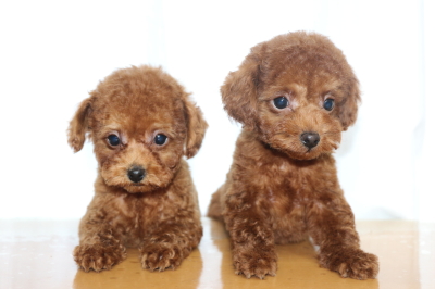 トイプードルレッドの子犬オス2頭、生後2ヵ月画像