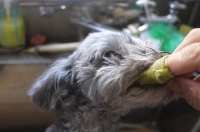 千葉県船橋市のトイプードルのハーブ歯磨き画像