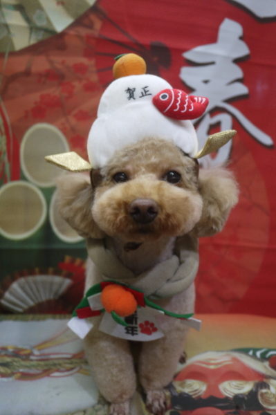 千葉県船橋市のトイプードルのトリミング画像